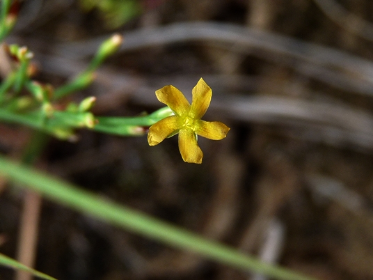 {Hypericum gentianoides}